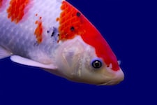 Big colorful Koi fish