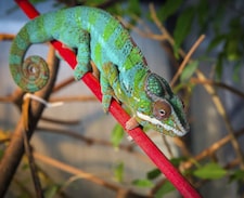 Bright and colorful chameleon sitting on a red branch