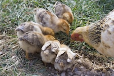 Mother hen with baby chicks